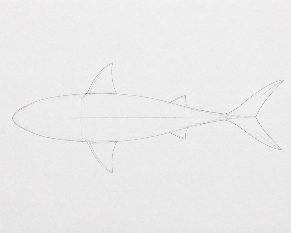 Easy Realistic Shark Drawing in Colour 1
