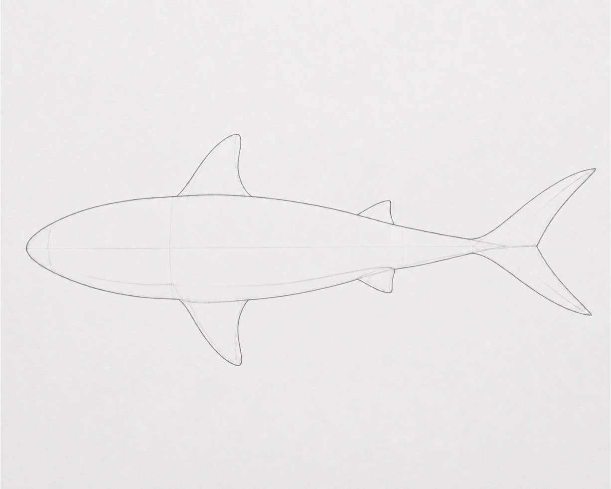 Easy Realistic Shark Drawing in Colour 1