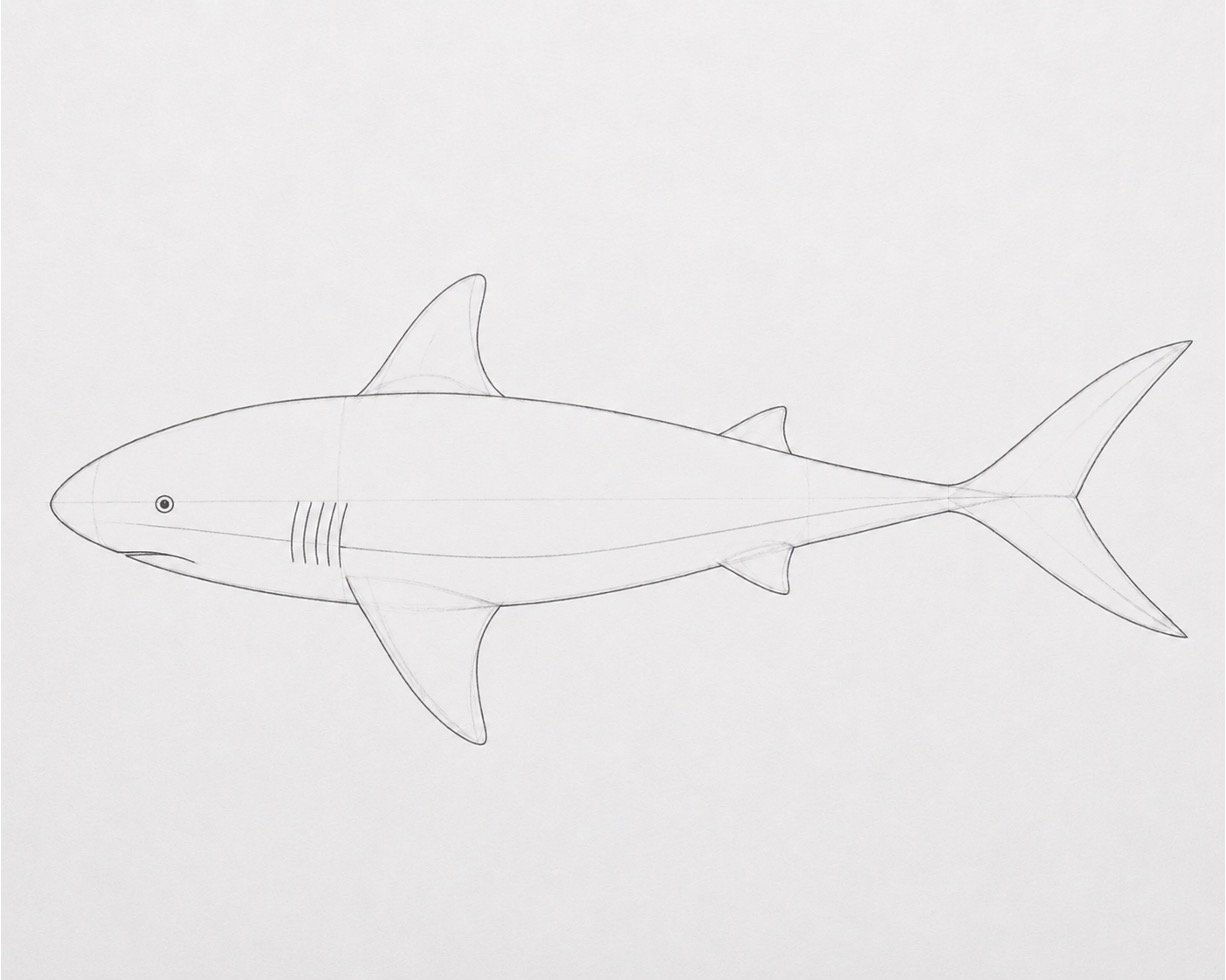 Easy Realistic Shark Drawing in Colour 1