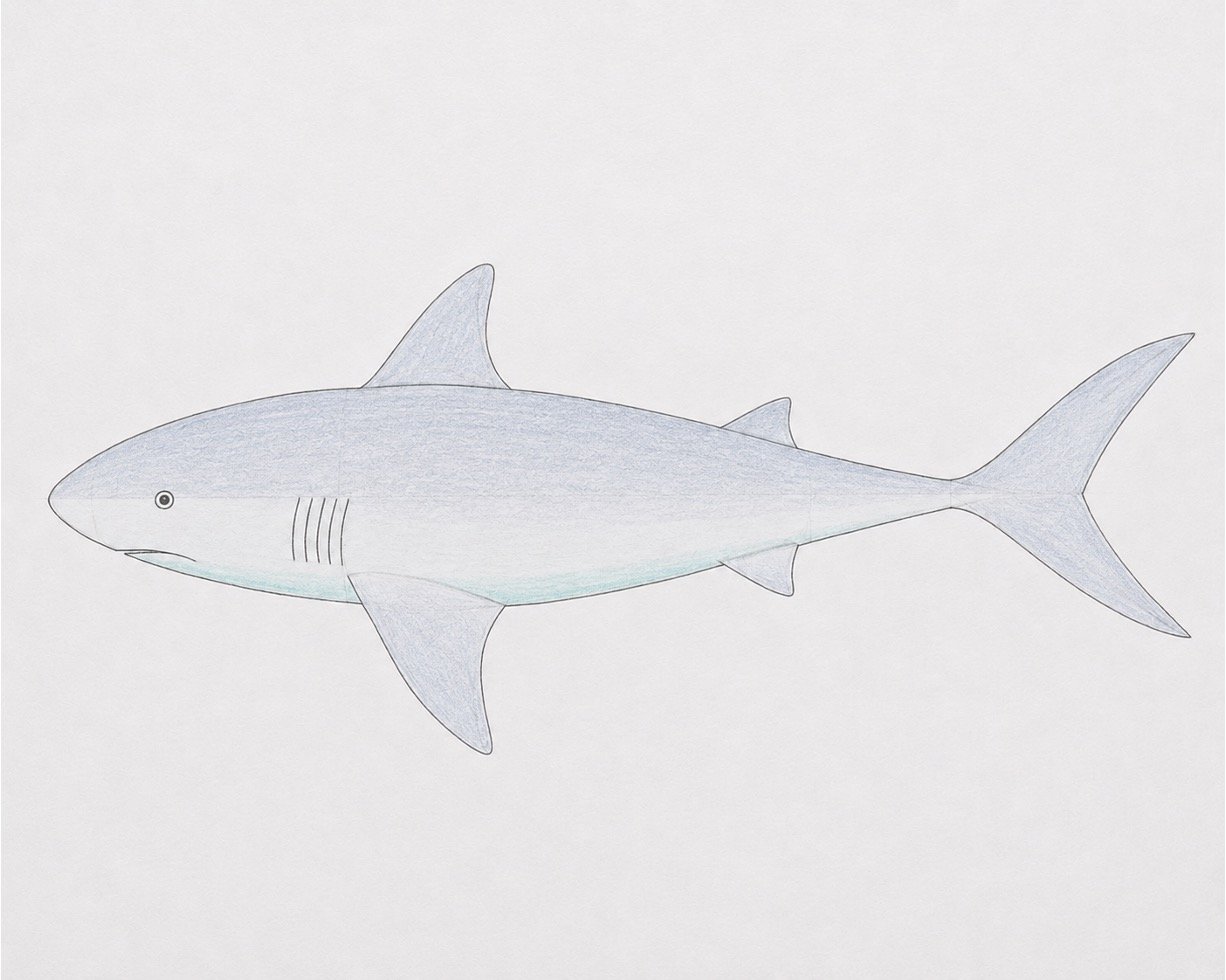 Easy Realistic Shark Drawing in Colour 1