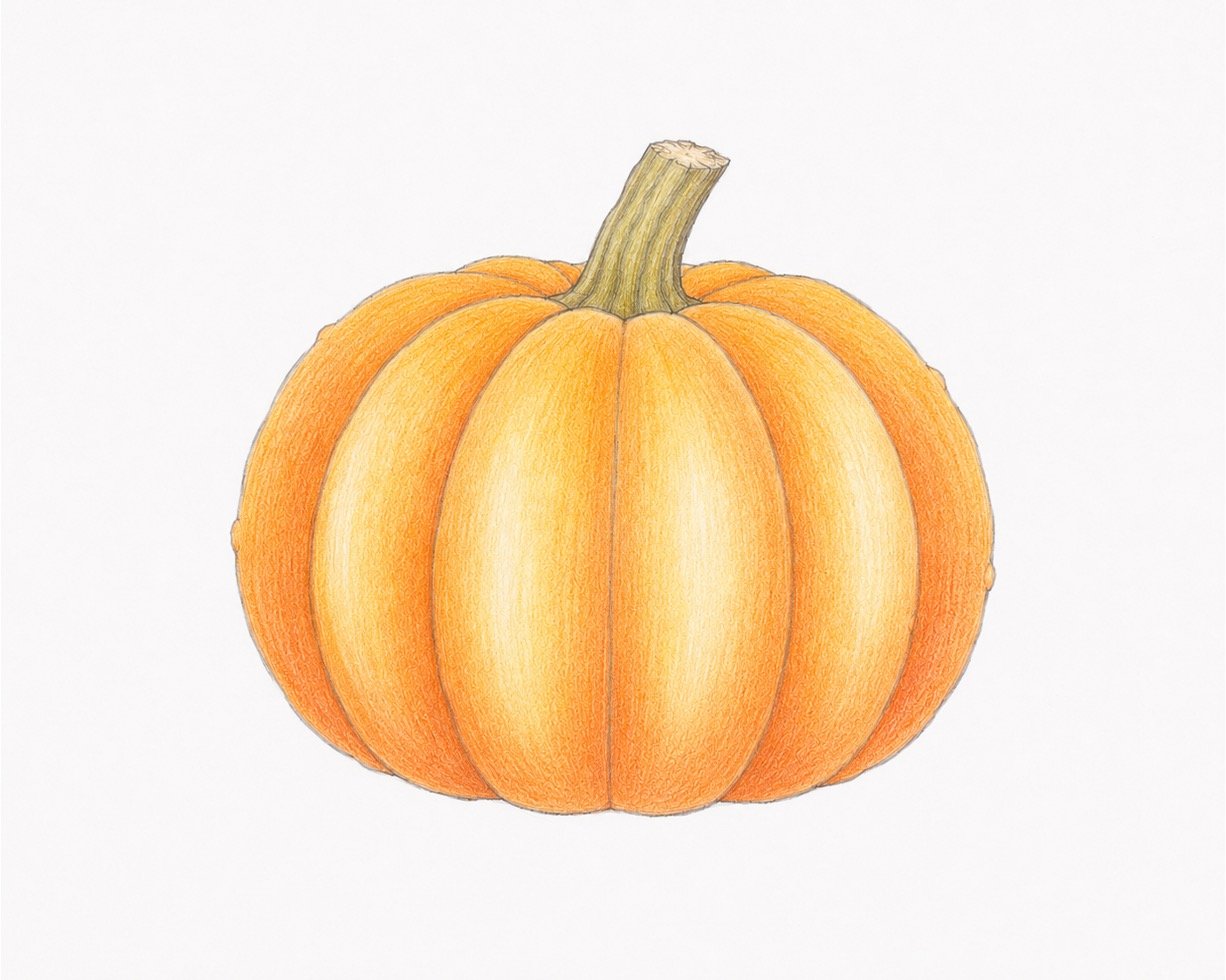 How to Draw a Realistic Colourful Pumpkin Easily 1