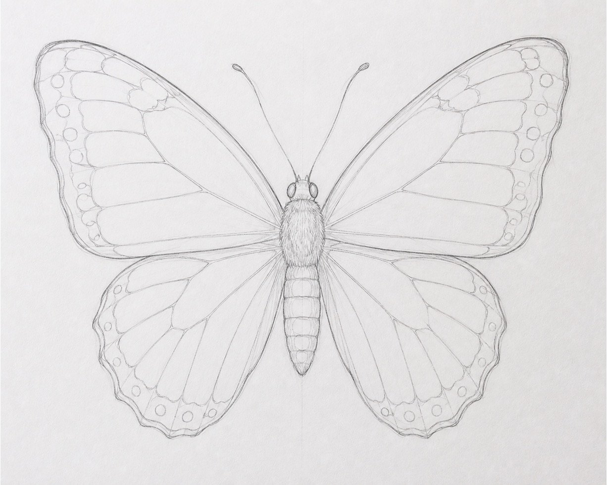 Butterfly sketch with antennae, a segmented body, wing sections, and lightly drawn veins.