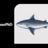 Easy Realistic Shark Drawing in Colour 1