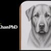 Realistic Dog Drawing